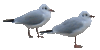 Möwe