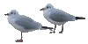 Möwe